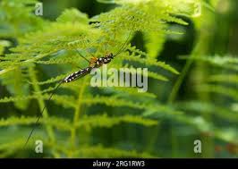 Attēlu rezultāti vaicājumam “Ichneumonidae imago”