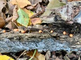 Attēlu rezultāti vaicājumam “Lycogala roseosporum sessile”