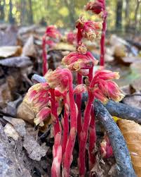 Attēlu rezultāti vaicājumam “Monotropa hypopitys fruit”