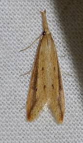 Attēlu rezultāti vaicājumam “Donacaula mucronella”