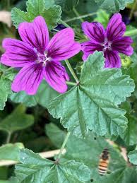 Image result for Malva sylvestris var. mauritiana