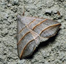 Attēlu rezultāti vaicājumam “Colobochyla salicalis”