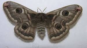 Attēlu rezultāti vaicājumam “Saturnia pavonia cocoon”