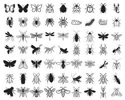 Attēlu rezultāti vaicājumam “Insecta”