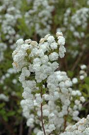 Attēlu rezultāti vaicājumam “Spiraea”