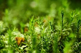 Attēlu rezultāti vaicājumam “Dicranum polysetum sporophyte”