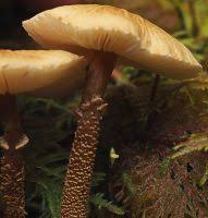 Attēlu rezultāti vaicājumam “Cystoderma amianthinum”