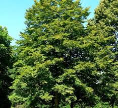 Attēlu rezultāti vaicājumam “Tilia platyphyllos Laciniata”