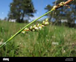 Attēlu rezultāti vaicājumam “Carex panicea”