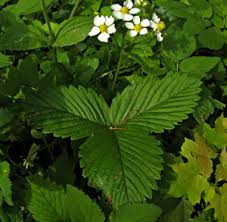 Attēlu rezultāti vaicājumam “xComagaria rosea”