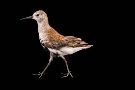 Attēlu rezultāti vaicājumam “Calidris alpina”