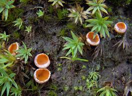 Attēlu rezultāti vaicājumam “Octospora splachnophila”