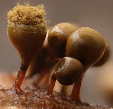 Attēlu rezultāti vaicājumam “Trichia crateriformis stalked”