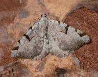 Attēlu rezultāti vaicājumam “Macaria wauaria”