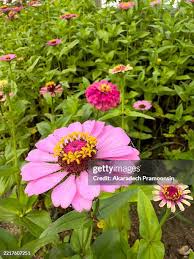 Image result for Zinnia violacea
