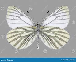 Attēlu rezultāti vaicājumam “Pieris napi male”