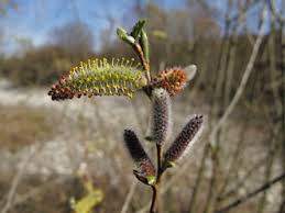 Attēlu rezultāti vaicājumam “Salix purpurea male flower”
