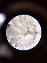 Attēlu rezultāti vaicājumam “Clastoderma debaryanum macro”