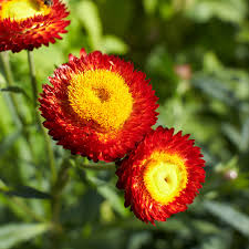 Image result for Strohblume