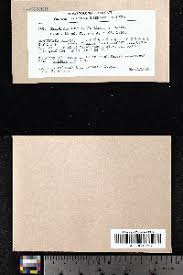 Attēlu rezultāti vaicājumam “Seligeria pusilla”