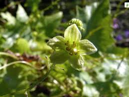 Attēlu rezultāti vaicājumam “Bryonia alba flower”