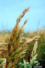 Attēlu rezultāti vaicājumam “Bromus hordeaceus subsp. hordaceus”