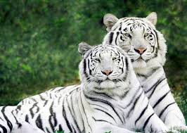 Afbeeldingsresultaat voor tijgers