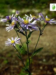 Image result for Aster amellus