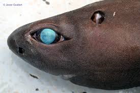 Image result for Dalatias licha