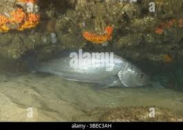 Image result for Argyrosomus japonicus