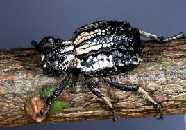 Image result for Brachycerus undatus