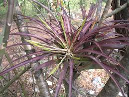 Image result for tillandsia umbellata