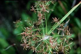Attēlu rezultāti vaicājumam “Cyperaceae”