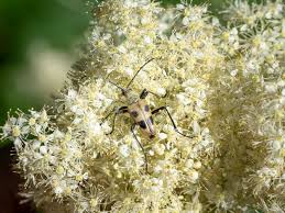 Attēlu rezultāti vaicājumam “Pachyta quadrimaculata”