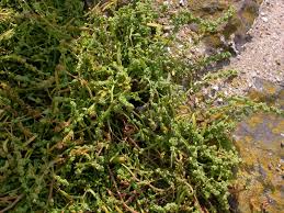 Attēlu rezultāti vaicājumam “Atriplex littoralis”