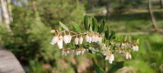 Attēlu rezultāti vaicājumam “Chamaedaphne calyculata”