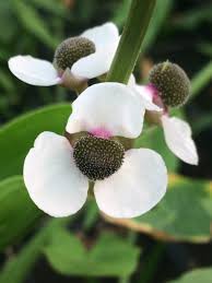 Attēlu rezultāti vaicājumam “Sagittaria sagittifolia leaf”