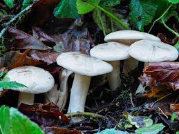 Attēlu rezultāti vaicājumam “Clitocybe nebularis”