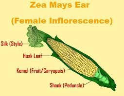 Attēlu rezultāti vaicājumam “Zea mays female flower”