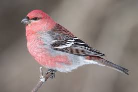 Attēlu rezultāti vaicājumam “Pinicola enucleator”