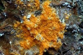 Attēlu rezultāti vaicājumam “Nectriopsis violacea”