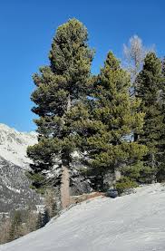 Image result for Pinus cembra
