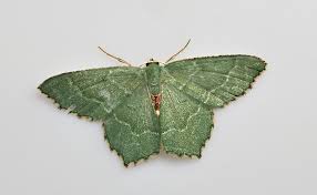 Attēlu rezultāti vaicājumam “Hemithea aestivaria”