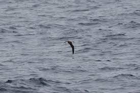 Image result for Pterodroma hasitata