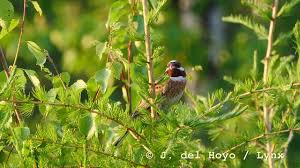 Image result for Emberiza leucocephalos