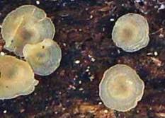 Attēlu rezultāti vaicājumam “Hyalorbilia inflatula”