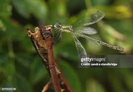 Attēlu rezultāti vaicājumam “Lestes dryas female”