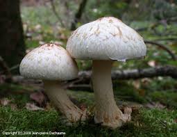 Attēlu rezultāti vaicājumam “Pholiota heteroclita”