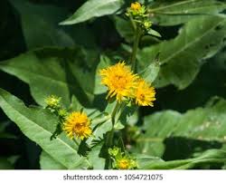 Attēlu rezultāti vaicājumam “Inula salicina flower”
