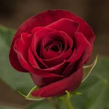 Image result for Red Rose Cc